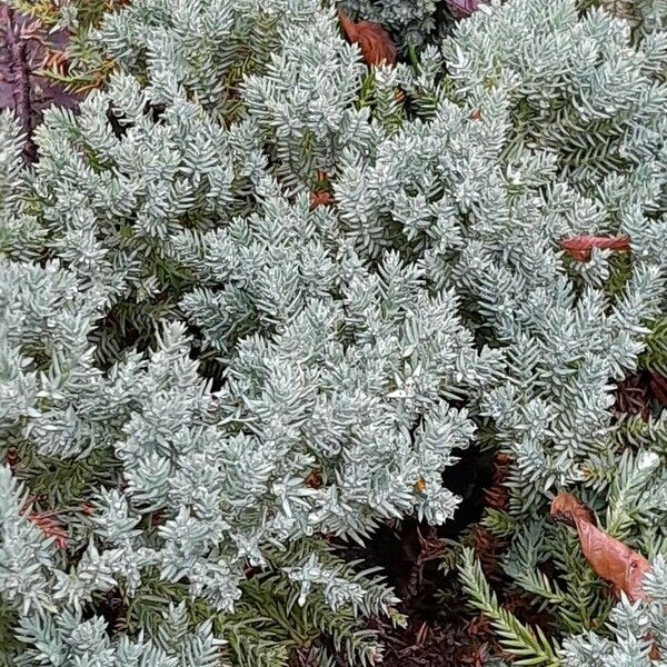 Juniperus squamata Характер