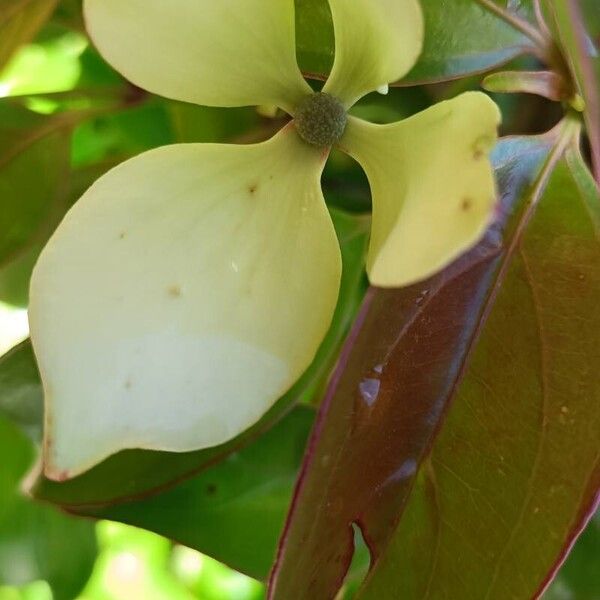 Cornus hongkongensis Flors