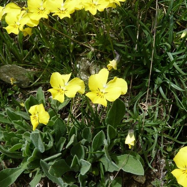 Viola calcarata फूल