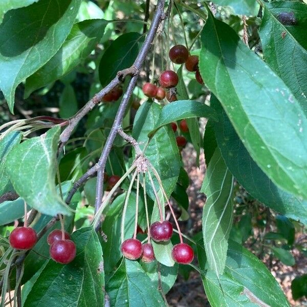 Malus hupehensis Φρούτο