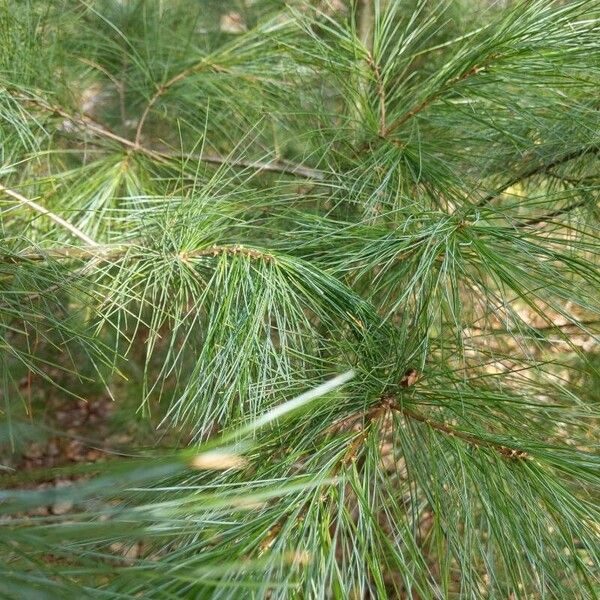 Pinus strobus Yaprak