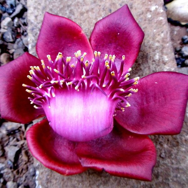 Couroupita guianensis Flower