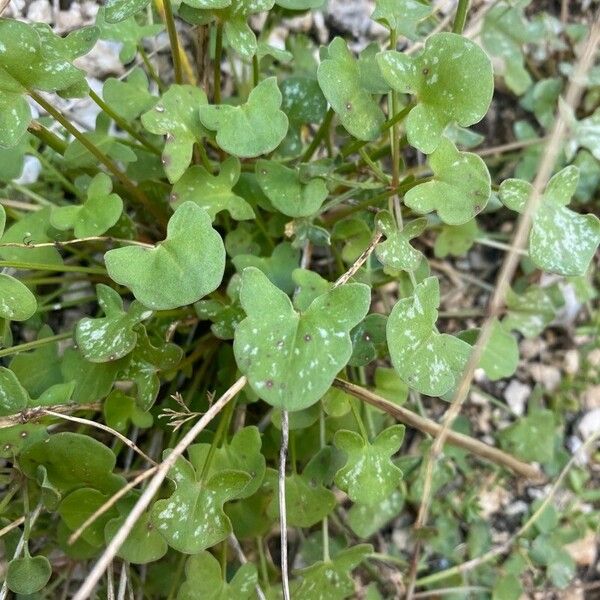 Rumex scutatus Feuille