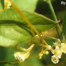 Cuscuta pentagona Цветок