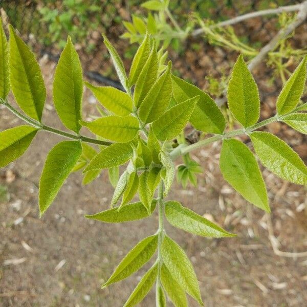 Fraxinus angustifolia Φύλλο