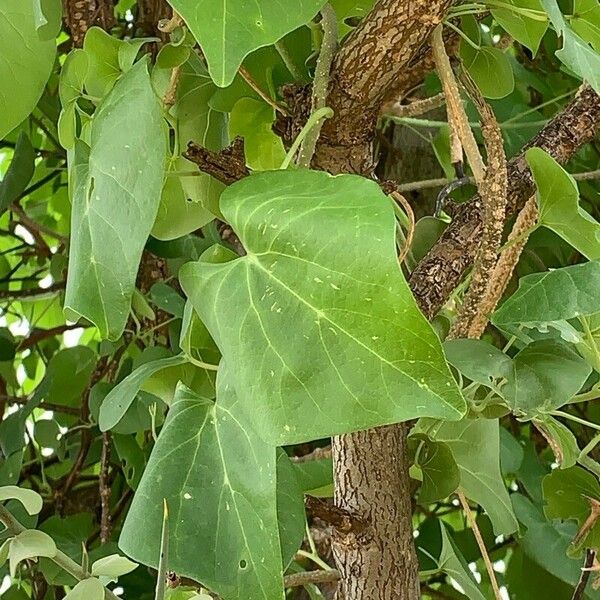 Tinospora bakis Leaf