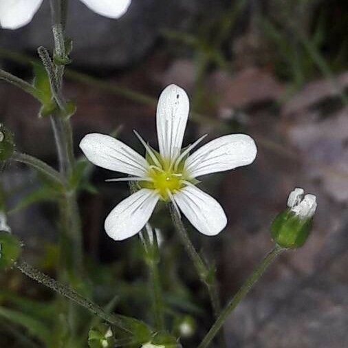 Arenaria grandiflora 花