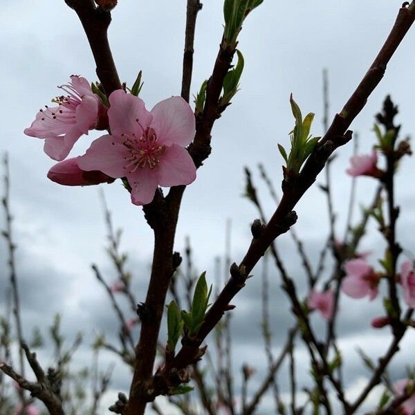 Prunus persica Floare