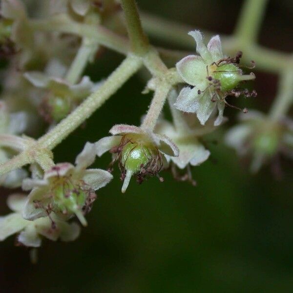 Hasseltia floribunda Kwiat