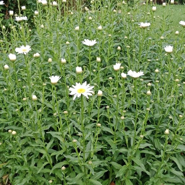 Leucanthemum maximum Характер