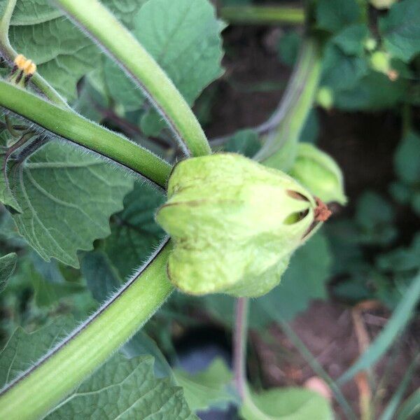 Physalis pubescens Plod