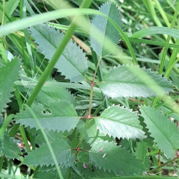 Sanguisorba officinalis পাতা