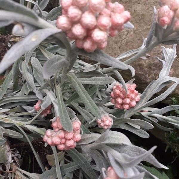 Helichrysum monogynum പുഷ്പം