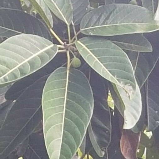 Ficus callosa Fruit