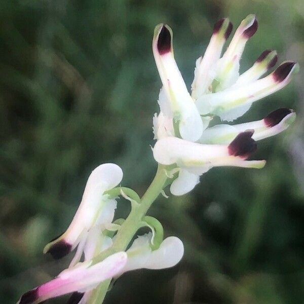 Fumaria capreolata Flower