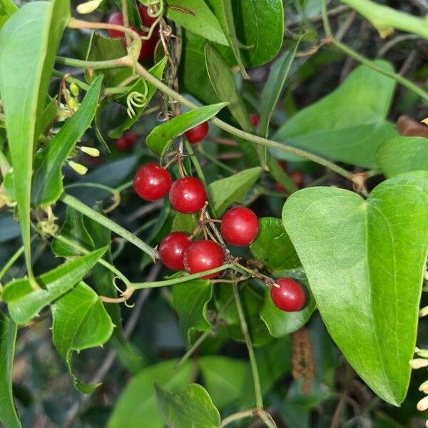 Smilax aspera Owoc