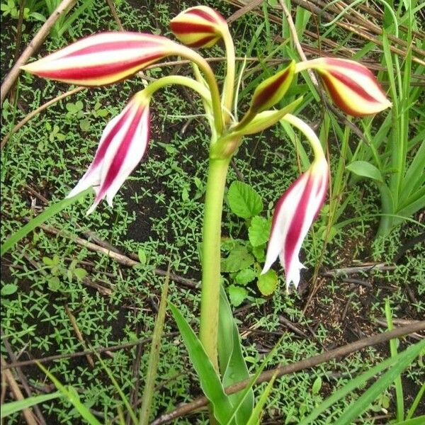 Crinum bulbispermum फूल