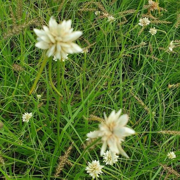 Cyperus niveus List