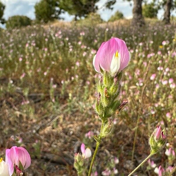 Ononis baetica Flor