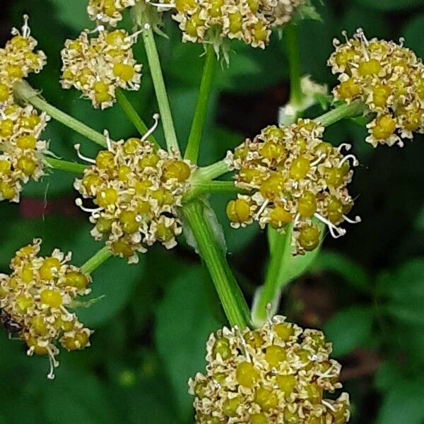 Levisticum officinale പുഷ്പം