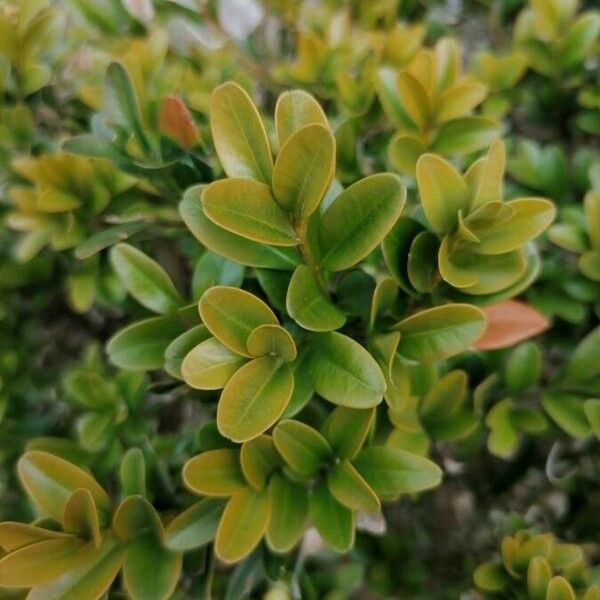 Buxus sempervirens पत्ता