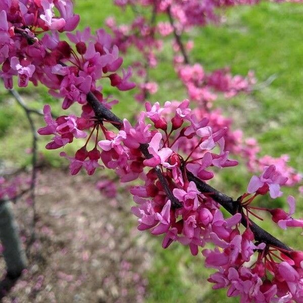 Cercis canadensis 花