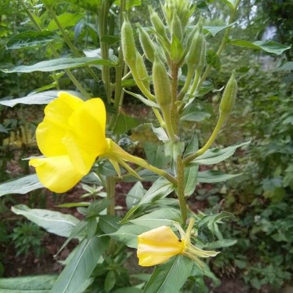 Oenothera biennis Kwiat
