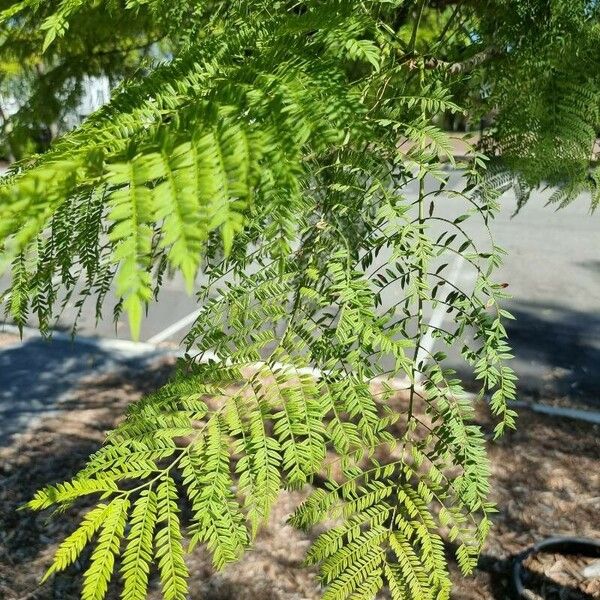 Jacaranda mimosifolia পাতা