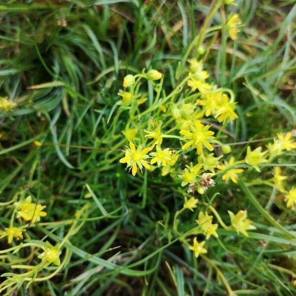 Saxifraga aizoides Leaf