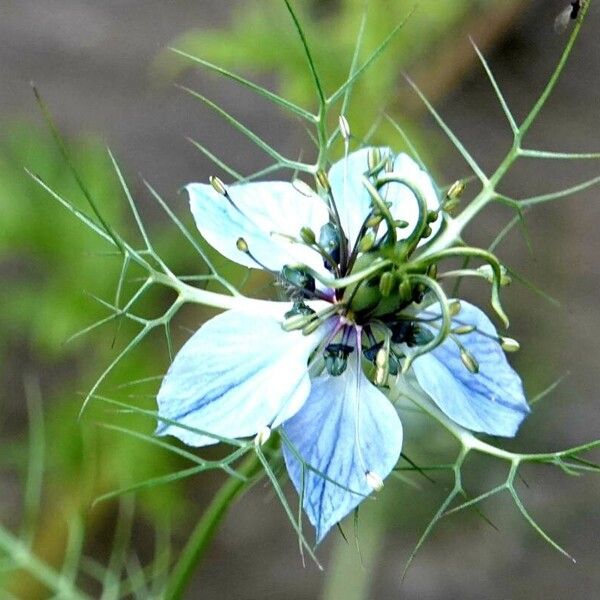 Nigella damascena Other