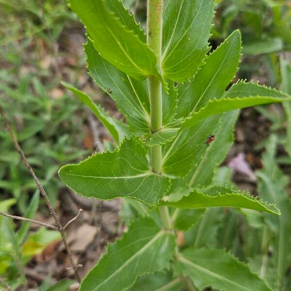 Penstemon cobaea Leaf
