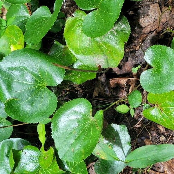 Galax urceolata Habit