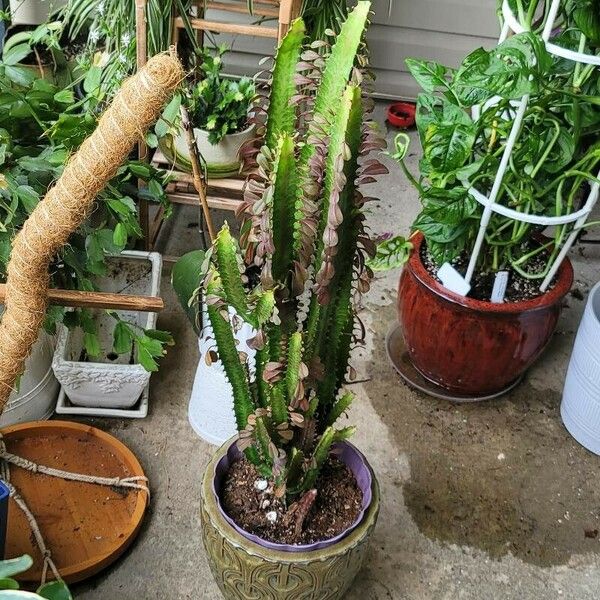 Euphorbia trigona Leht