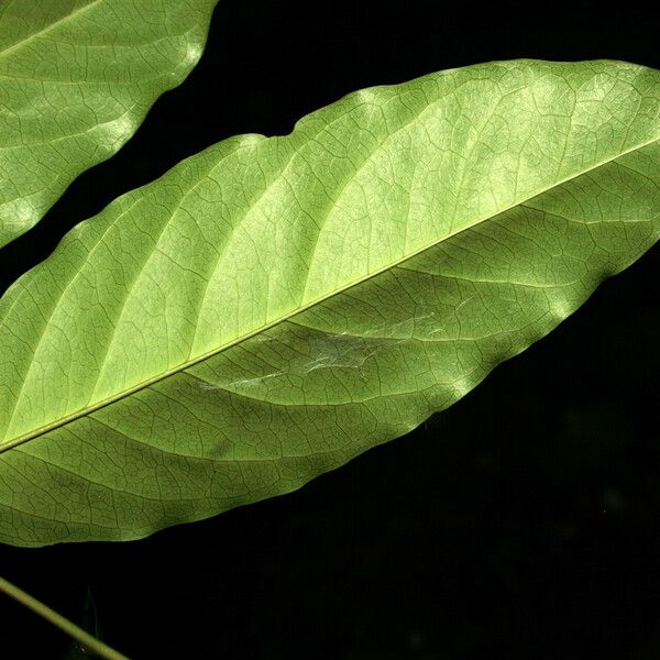 Morisonia polyantha Leaf