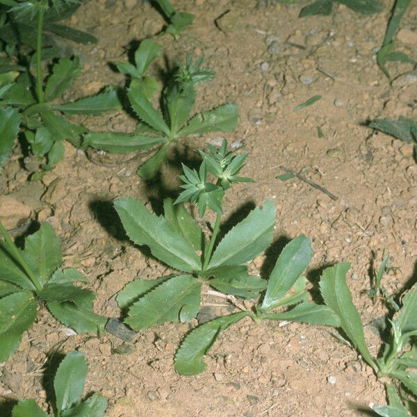 Eryngium foetidum Hábito