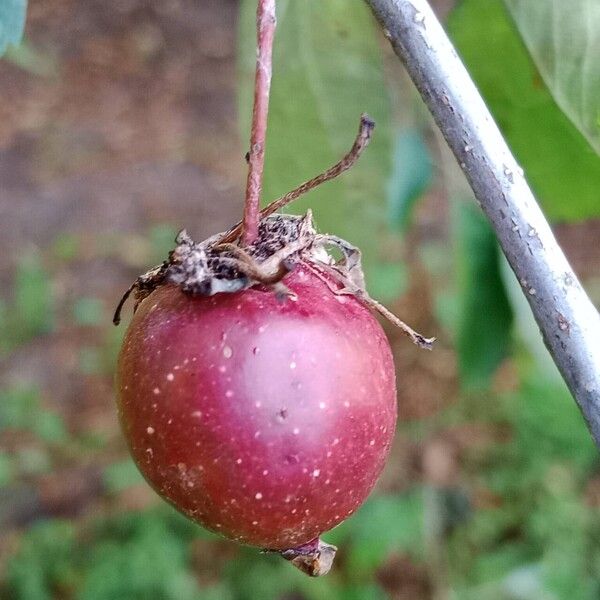 Malus hupehensis Fruit