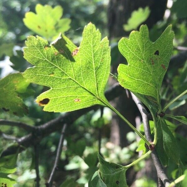 Crataegus × media 葉