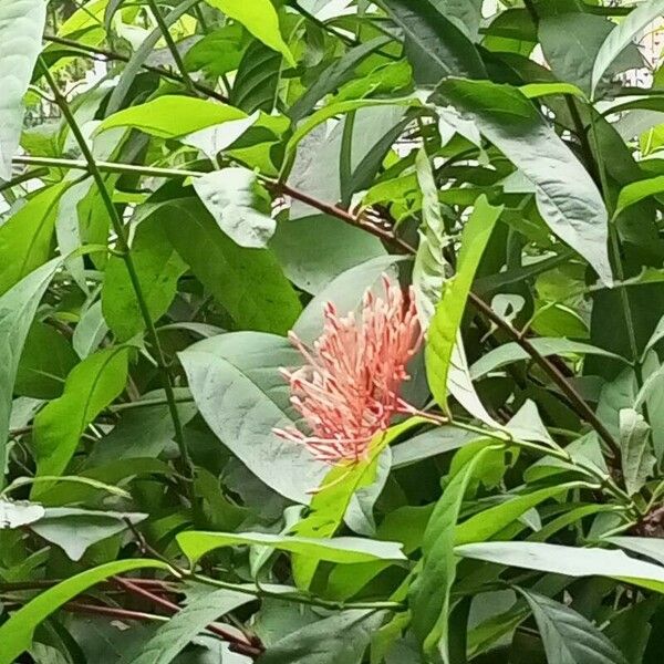 Ixora chinensis Flors