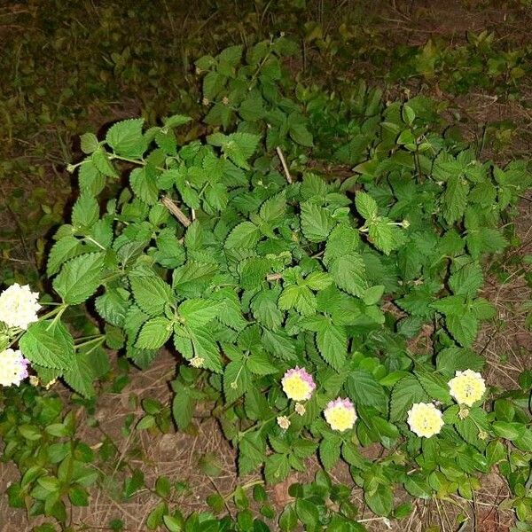 Lantana camara आदत