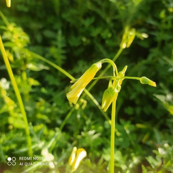 Oxalis pes-caprae Blad