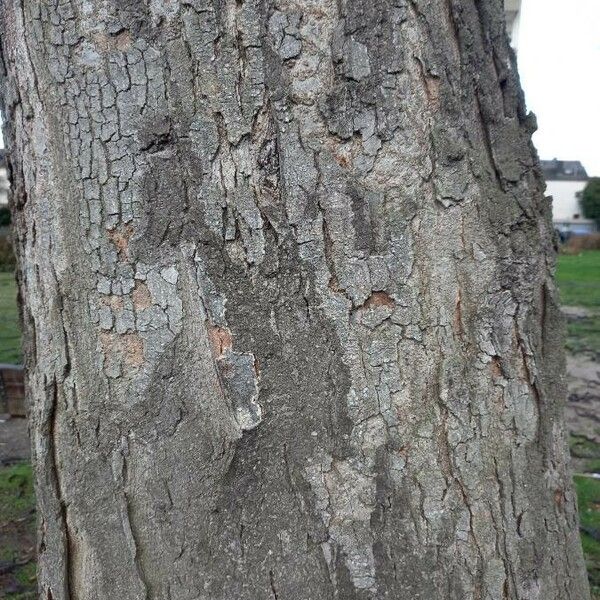 Gleditsia triacanthos Rusca