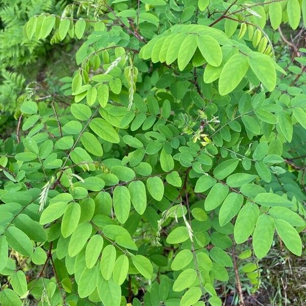 Robinia viscosa Feuille