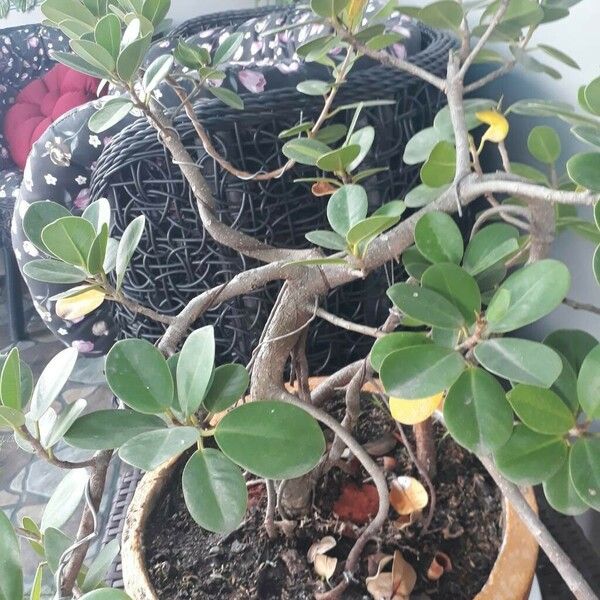 Ficus microcarpa ഇല