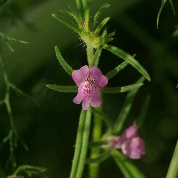 Misopates orontium Квітка