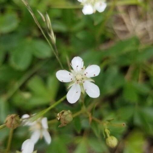 Moehringia lateriflora Çiçek