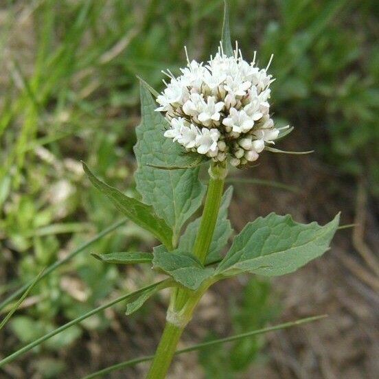 Valeriana sitchensis Λουλούδι