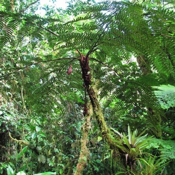 Cyathea multiflora