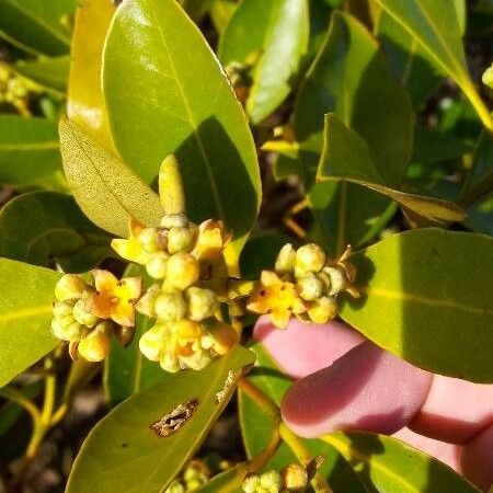 Avicennia marina Flor