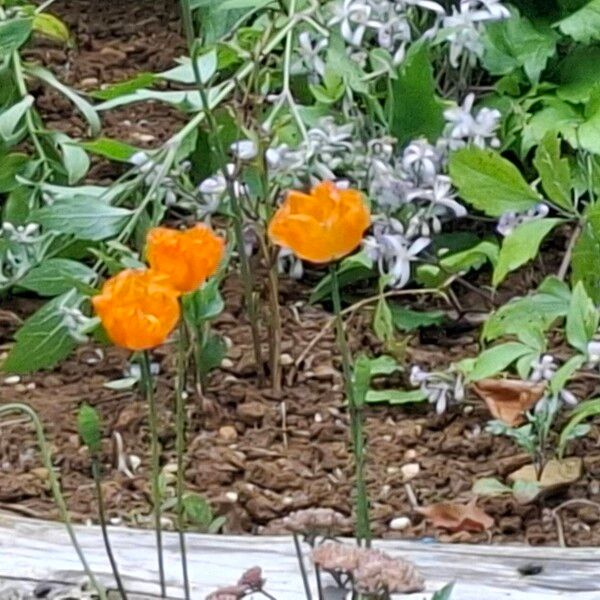 Papaver atlanticum ফুল