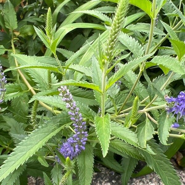 Veronica longifolia ഇല